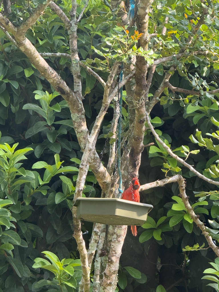 a bright red cardinal perched on a green tray feeder hanging from a tree