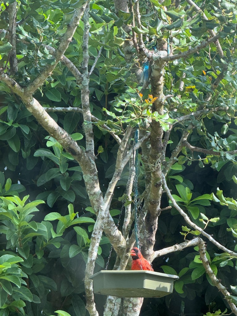 the same cardinal on the feeder, looking left among green leaves